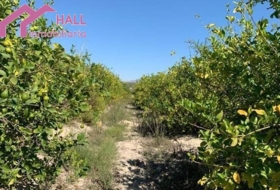 Abanilla 18447&nbsp;m²