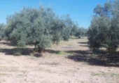 Terreno no urbanizable en venta en la España, Lucena, ref: TR280444 foto