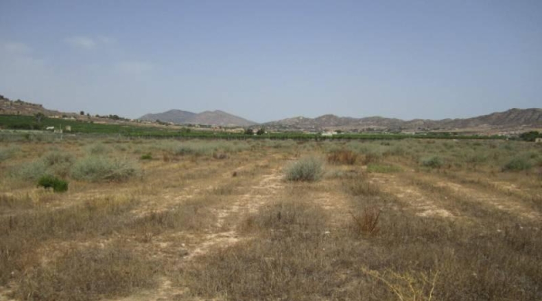 Alicante - Aspe - 20600m2