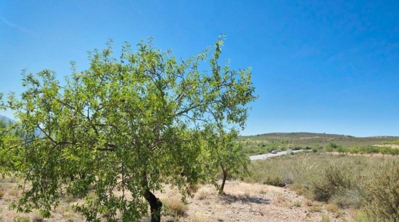Granada - Albuñuelas - 4752m2