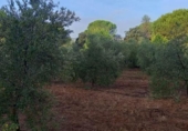 Land suitable for development for sale on España, Gibraleón, ref: TR119141 photo