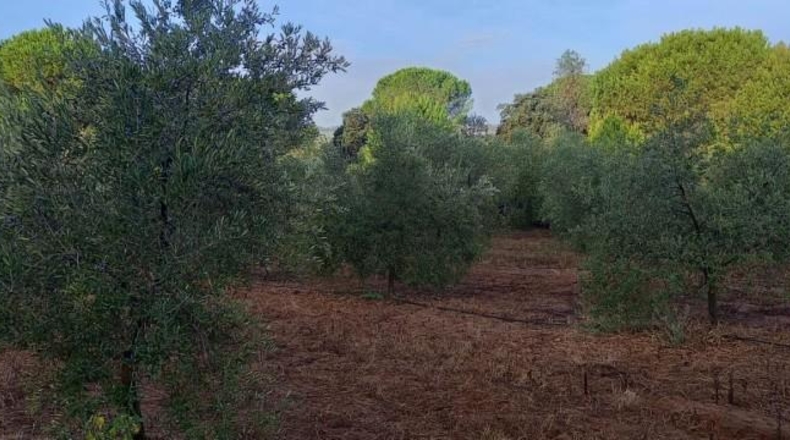 Huelva - Gibraleón - 20000m2