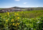 Parcela urbanizable en venta en la España, Guadahortuna, ref: TR396564 foto