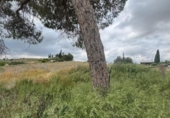 Casa de campo con terreno en venta en la España, Abanilla, ref: TR405778 foto