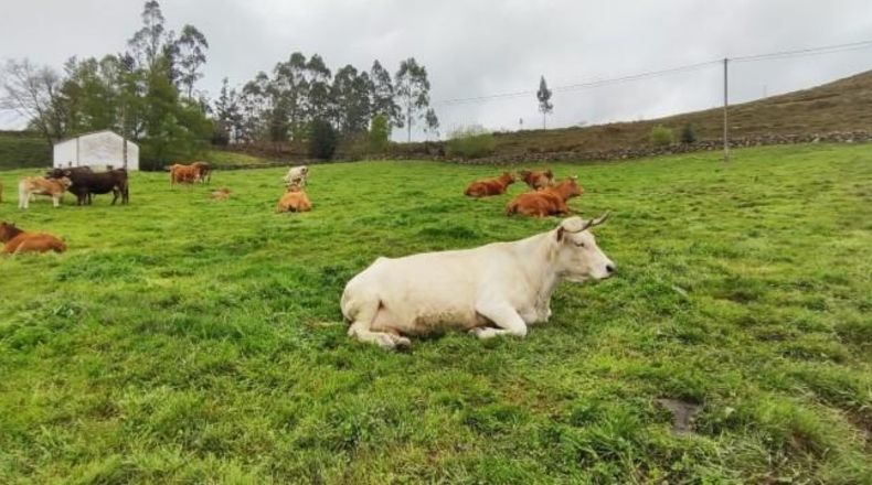 Cantabria - Carrascal de San Miguel - 14539m2
