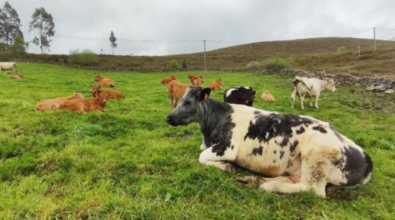 Cantabria - Carrascal de San Miguel - 14539m2
