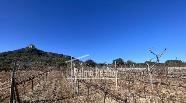 Balearic Islands - Son Servera - 6451m2