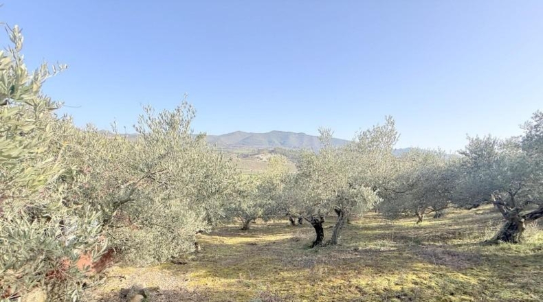 Navarre - Cirauqui - 14000m2