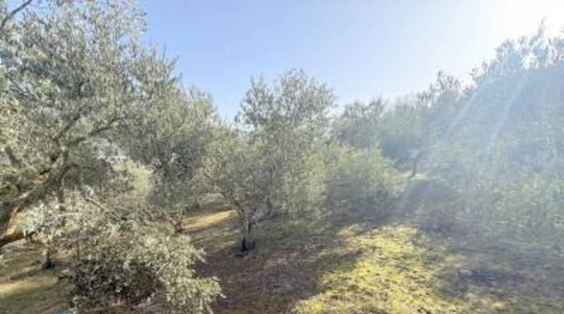 Navarre - Cirauqui - 14000m2