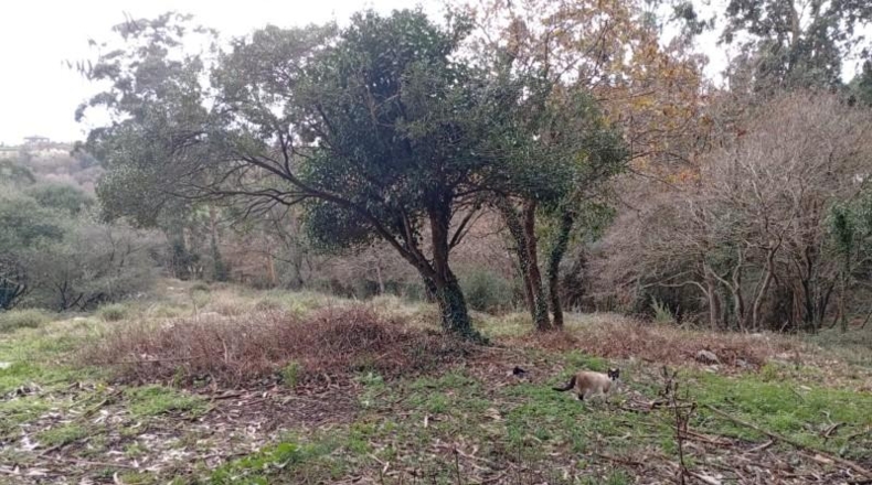 Cantabria - Miengo - 6014m2