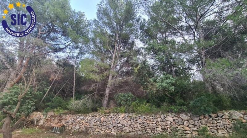 Castellón - Borriol - 13042m2