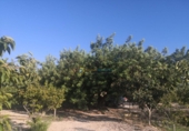 Terreno no urbanizable en venta en la España, Albaida, ref: TR363875 foto