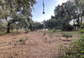 Non-developable land for sale on España, Estación de Obejo, ref: TR393550 photo
