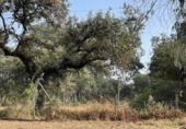 Non-developable land for sale on España, Estación de Obejo, ref: TR393550 photo