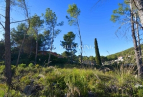 Olivella 1356&nbsp;m²