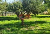 Casa de camp amb terreny en venda a la España, Lugo, ref.: TR356733 foto