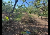 Terreno no urbanizable en venta en la España, Almuñécar, ref: TR264878 foto