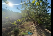 Terreno no urbanizable en venta en la España, Almuñécar, ref: TR264878 foto