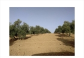 Non-developable land for sale on España, Lucena, ref: TR241934 photo