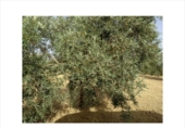 Non-developable land for sale on España, Lucena, ref: TR241934 photo