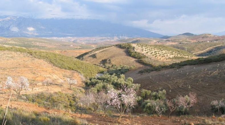 Granada - Albuñuelas - 42145m2