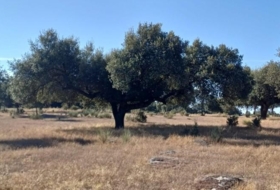 Aceituna 150000&nbsp;m²
