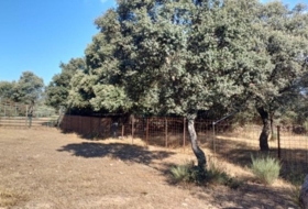 Aceituna 150000&nbsp;m²