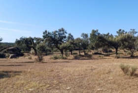 Aceituna 150000&nbsp;m²
