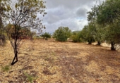 Finca rústica en venda a la España, Fuente Obejuna, ref.: TR344028 foto