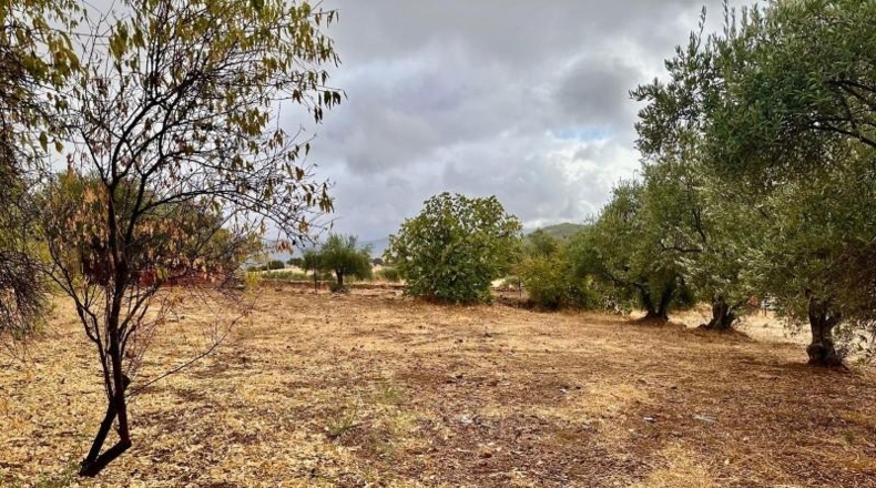 Córdoba - Fuente Obejuna - 5000m2