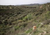 Detached villa with land for sale on España, Víznar, ref: TR409576 photo