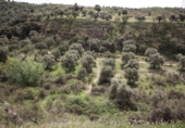 Detached villa with land for sale on España, Víznar, ref: TR409576 photo