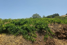 Puntagorda 7500&nbsp;m²