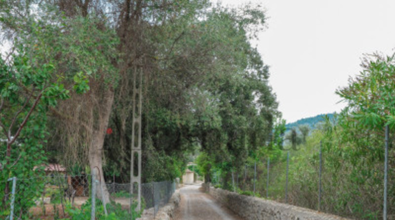 Balearic Islands - Pollensa - 1600m2
