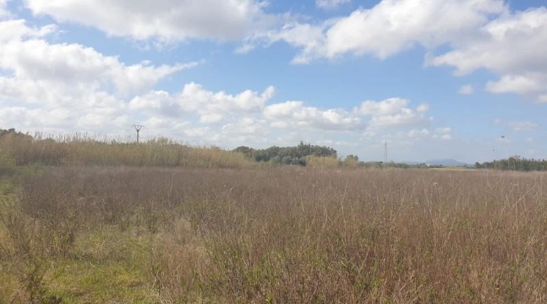 Balearic Islands - Manacor - 30000m2