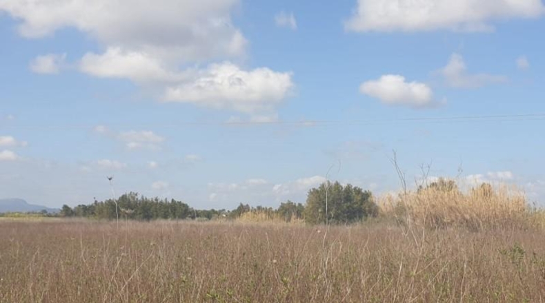 Balearic Islands - Manacor - 30000m2