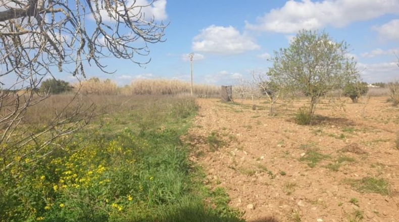 Balearic Islands - Manacor - 30000m2