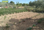 Country house with land for sale on España, Villaviciosa de Córdoba, ref: TR298066 photo