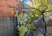 Village house for sale on España, Massamagrell, ref: TR371453 photo