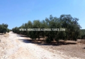 Non-developable land for sale on España, Montilla, ref: TR288029 photo