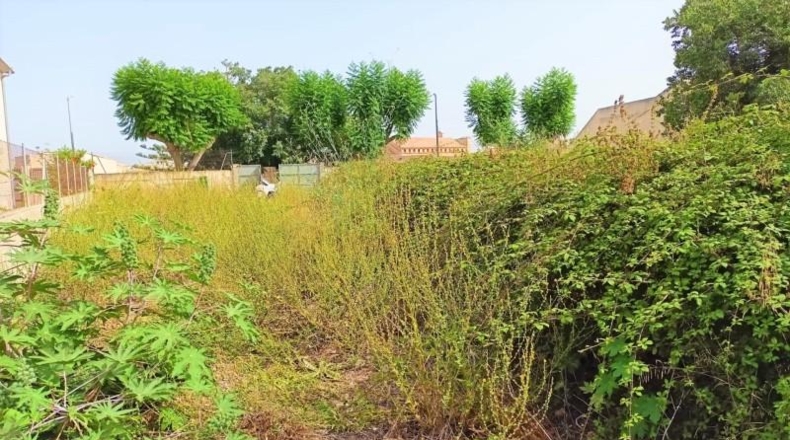 Balearic Islands - Muro - 1082m2