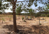 Chalet independiente con terreno en venta en la España, Almonte, ref: TR386927 foto