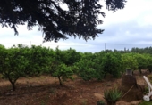 House with land for sale on España, Vinaròs, ref: TR399607 photo