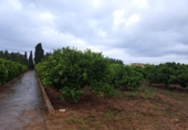 House with land for sale on España, Vinaròs, ref: TR399607 photo