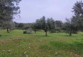Chalet independiente con terreno en venta en la España, Villanueva del Duque, ref: TR142141 foto