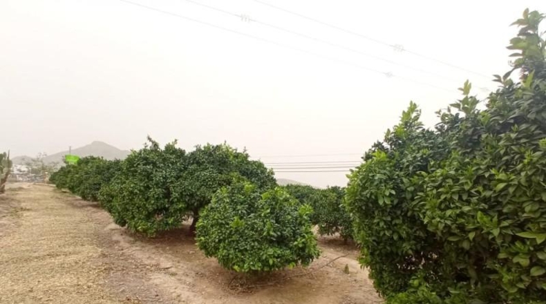 Múrcia - Santomera - 5100m2