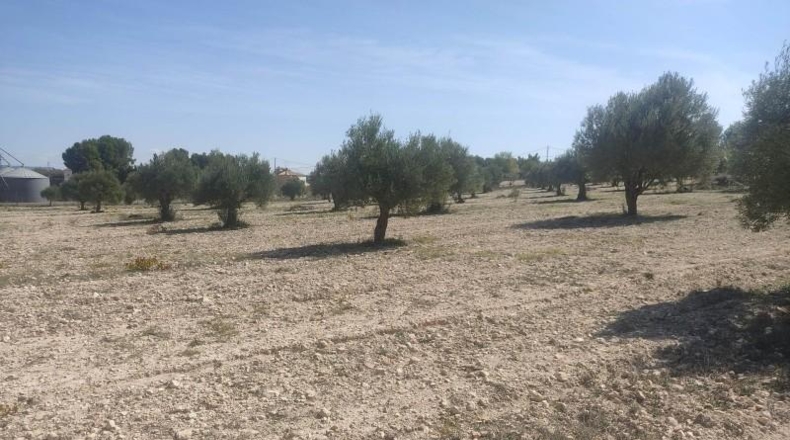 Albacete - Almansa - 16000m2
