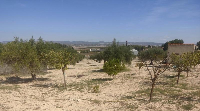 Albacete - Almansa - 16000m2