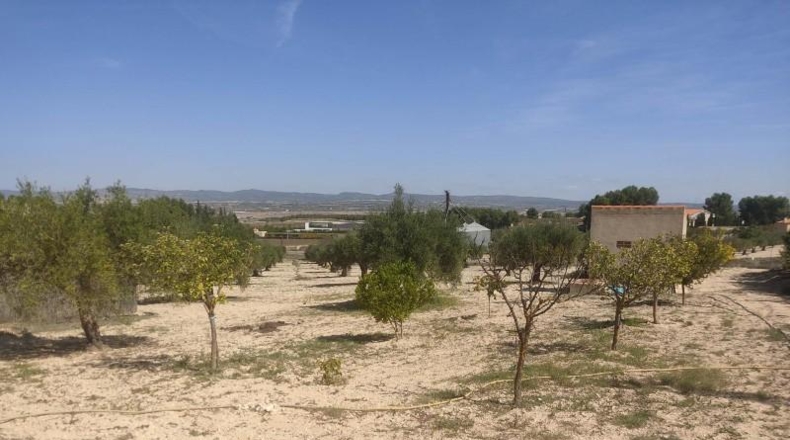 Albacete - Almansa - 16000m2