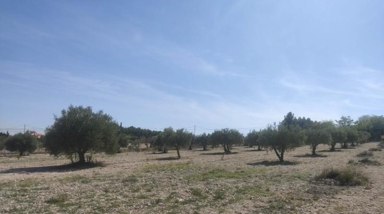Albacete - Almansa - 16000m2